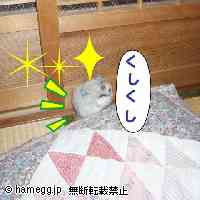 「くすくす」のハムスター