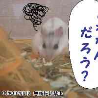 「つっつきちょろぴー」のハムスター