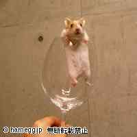 「ワインで乾杯☆」のハムスター