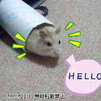 「HELLO！」のハムスター