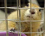投薬をうらやましがる、リチャードソンジリス