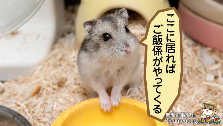 ハムスターに毎日必要な世話 飼い方 ハムスター専門サイト ハムエッグ