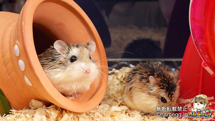 ハムスターの種類と特徴 飼い方 ハムスター専門サイト ハムエッグ