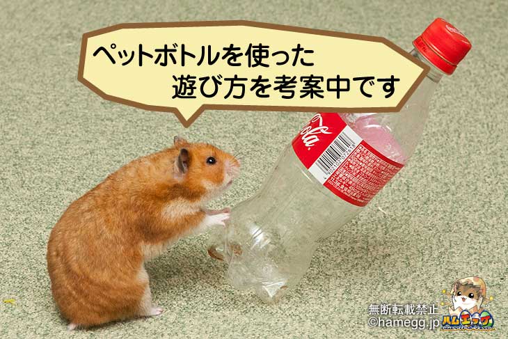 お年玉セール特価】 ハムスターフード4kg ハードタイプ ジャンガリアン ゴールデンハムスター ハムスターの餌 4kg ゴールデンハムスター ジャンガリアンハムスター