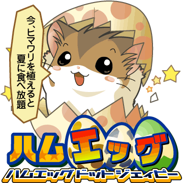 今、ヒマワリ植えると夏に食べ放題