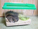 ミルワームの味 飼う前に知っておくこと 飼い方 ハムスター専門サイト ハムエッグ ミルワームの味 飼う前に知っておくこと 飼い方 ハムスター専門サイト ハムエッグ