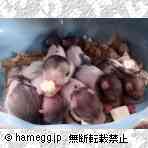 ゴールデン(毛長) ゴールデン(毛長)