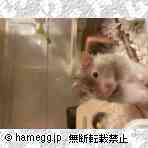 ゴールデン（毛長）