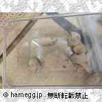 ゴールデン（毛長）