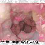 ジャンガリアン（パール）