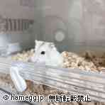 ジャンガリアン（プティング）