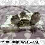 ジャンガリアン（ノーマル）