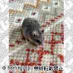 ジャンガリアン(サファイア) ジャンガリアン(サファイア)