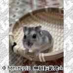 ジャンガリアン(ノーマル) ジャンガリアン(ノーマル)