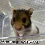 ゴールデン（その他）