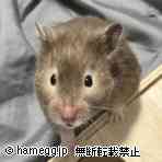 ゴールデン（毛長）