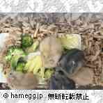 ジャンガリアン（プティング）