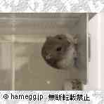 ジャンガリアン（サファイア）