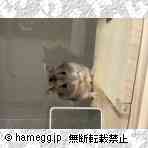 ジャンガリアン（プティング）