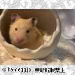 ゴールデン（キンクマ）