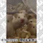 ゴールデン(ノーマル・ミックス) ゴールデン(ノーマル・ミックス)