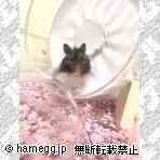 ゴールデン（毛長）