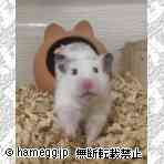 ゴールデン（ダルメシアン）