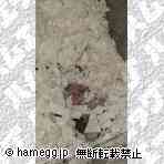 ゴールデン（ノーマル・ミックス）