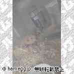 ゴールデン(キンクマ) ゴールデン(キンクマ)