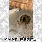 ゴールデン（キンクマ）