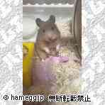 ゴールデン（キンクマ）