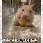 ゴールデン（キンクマ）