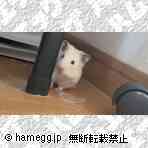 ゴールデン(キンクマ) ゴールデン(キンクマ)