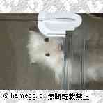 ゴールデン(毛長) ゴールデン(毛長)