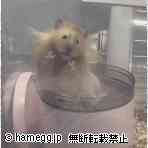 ゴールデン(キンクマ) ゴールデン(キンクマ)