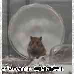 ゴールデン(ノーマル・ミックス) ゴールデン(ノーマル・ミックス)