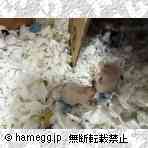 ゴールデン（その他）