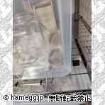 ゴールデン（ノーマル・ミックス）