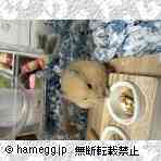 ゴールデン（キンクマ）