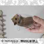 ゴールデン（野生色）