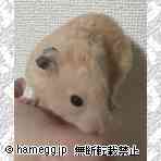 ゴールデン(キンクマ) ゴールデン(キンクマ)