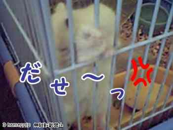 「出せ〜〜っ」のハムスター