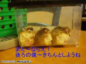 「前〜ならえ!」のハムスター