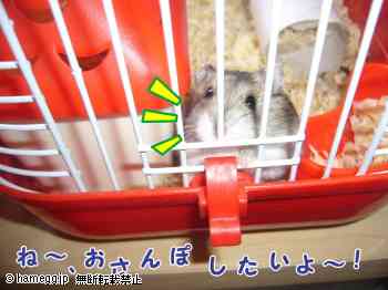 「だして〜!」のハムスター