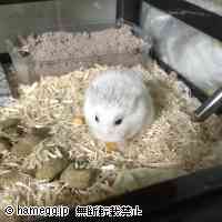 ロボロフスキーハムスターの飼い方 特徴 長所 短所 飼い方 ハムスター専門サイト ハムエッグ