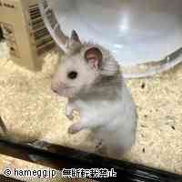ハムスターの写真館（画像集） - ハムスター専門サイト「ハムエッグ」